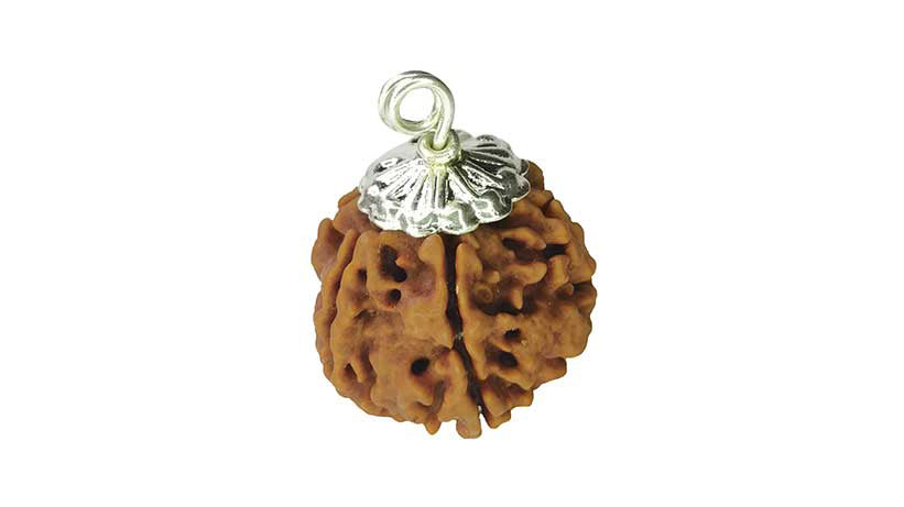 6 Mukhi Rudraksha