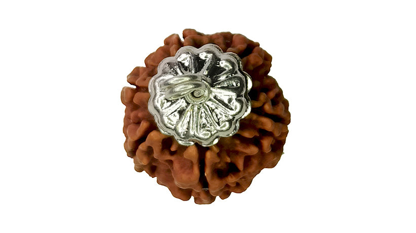 6 Mukhi Rudraksha