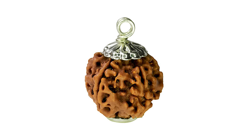 6 Mukhi Rudraksha