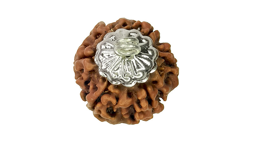 6 Mukhi Rudraksha