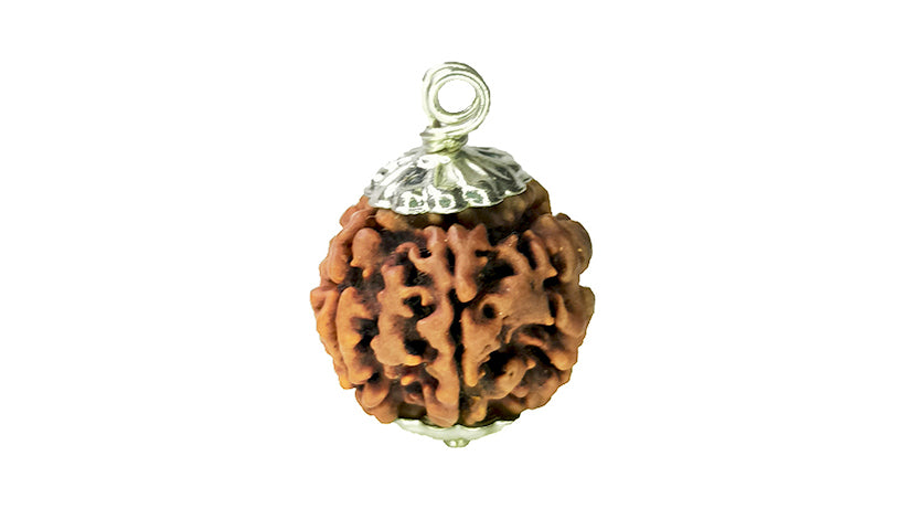 6 Mukhi Rudraksha