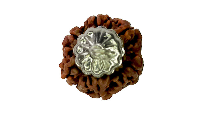 6 Mukhi Rudraksha