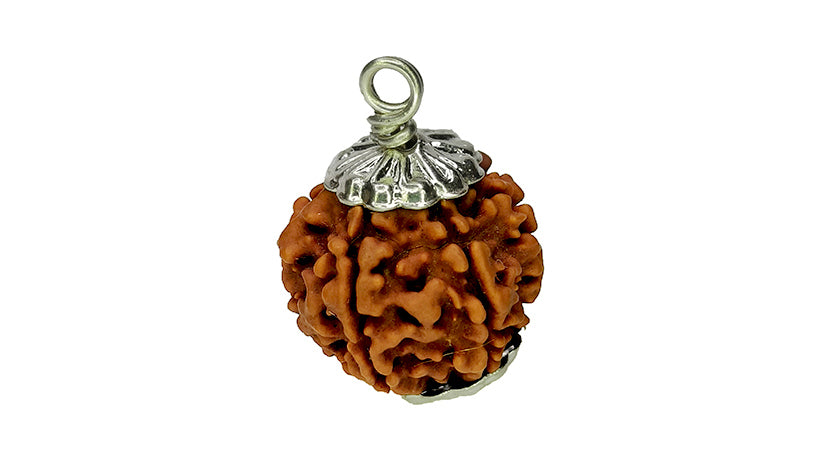 6 Mukhi Rudraksha