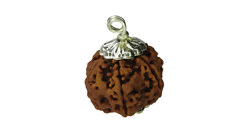 6 Mukhi Rudraksha