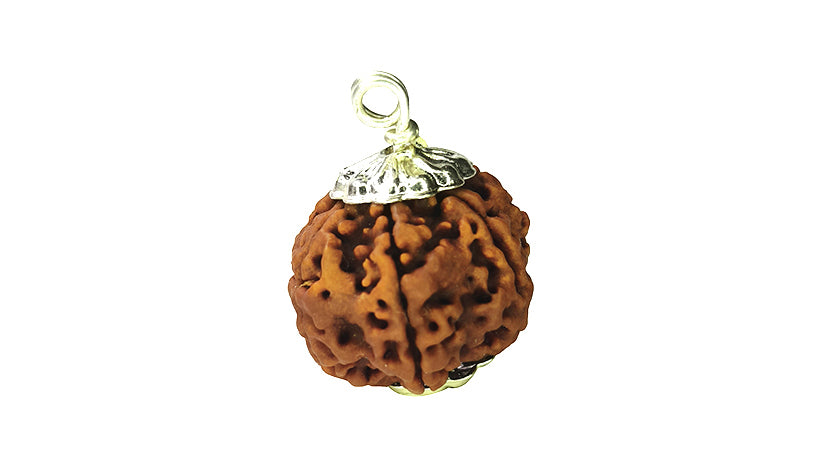 6 Mukhi Rudraksha