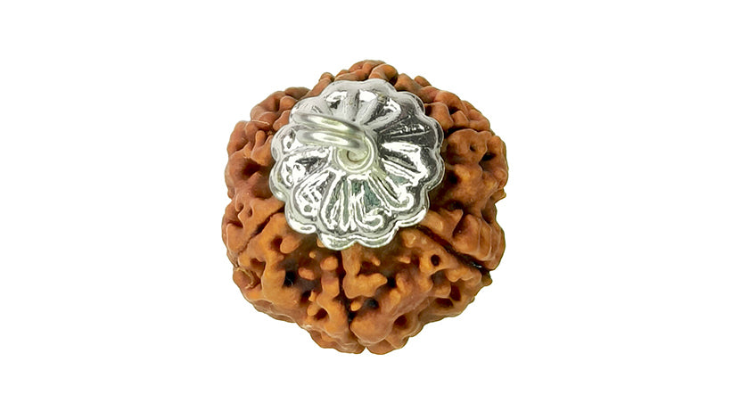 6 Mukhi Rudraksha