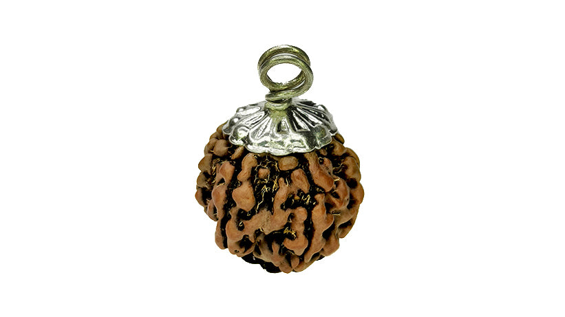 7 Mukhi Rudraksha