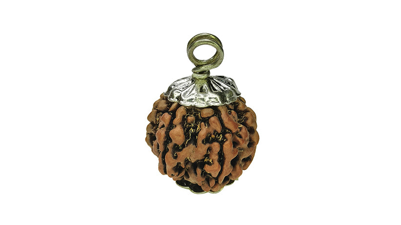 7 Mukhi Rudraksha