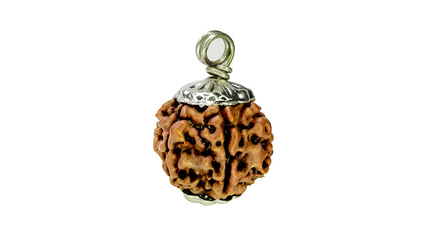 7 Mukhi Rudraksha