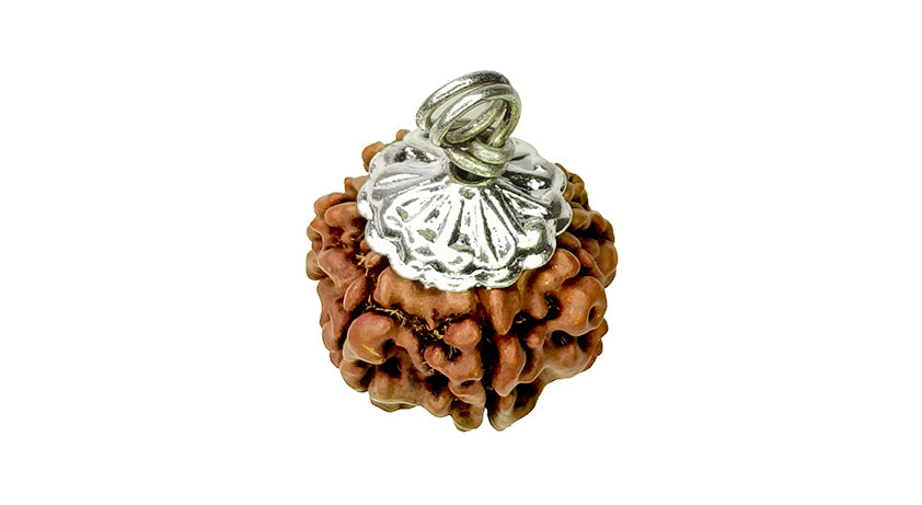 7 Mukhi Rudraksha