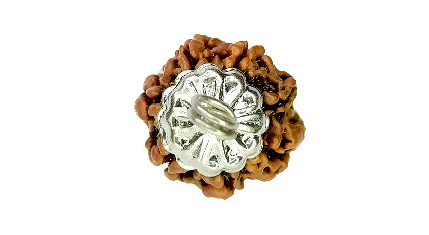 7 Mukhi Rudraksha