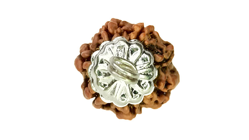 7 Mukhi Rudraksha