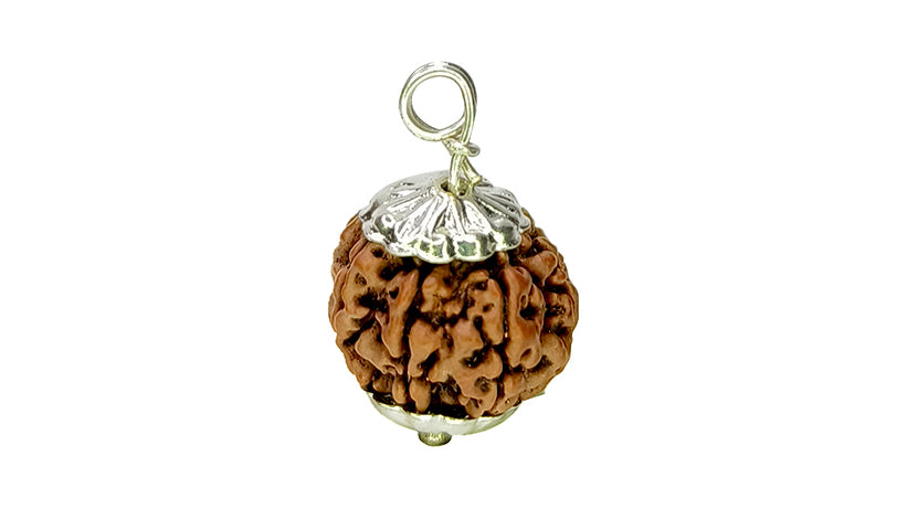 7 Mukhi Rudraksha