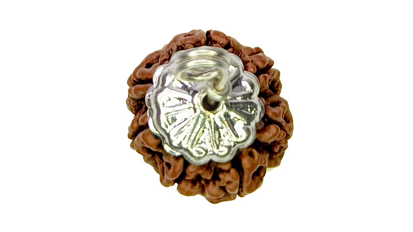 7 Mukhi Rudraksha