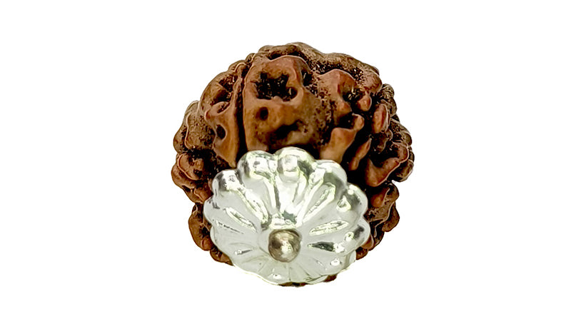 7 Mukhi Rudraksha