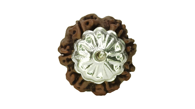 7 Mukhi Rudraksha