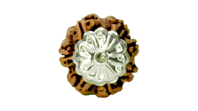 7 Mukhi Rudraksha