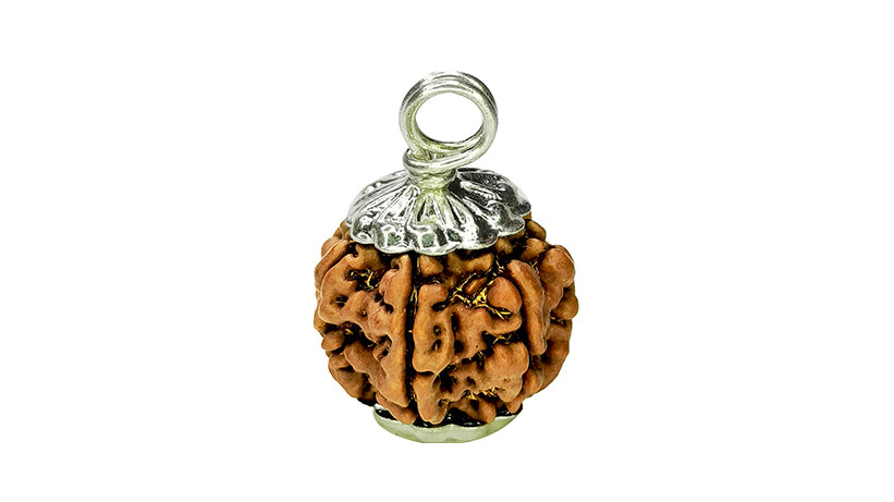 7 Mukhi Rudraksha