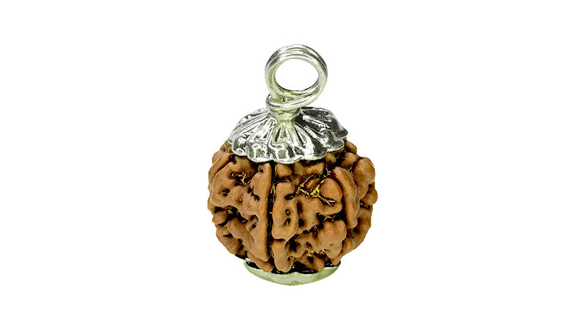 7 Mukhi Rudraksha