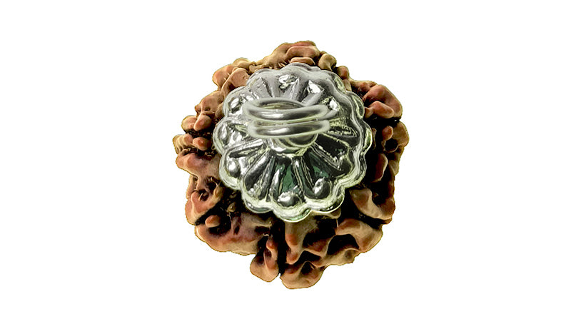 7 Mukhi Rudraksha