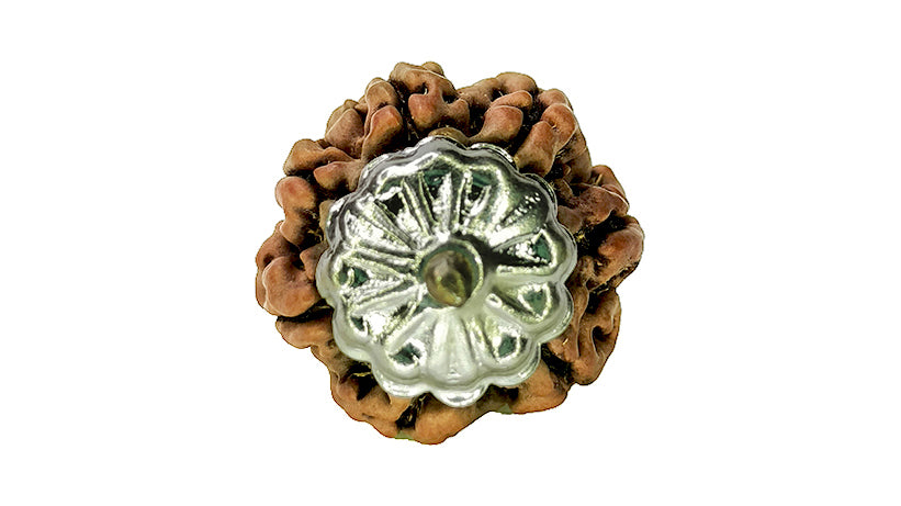 7 Mukhi Rudraksha