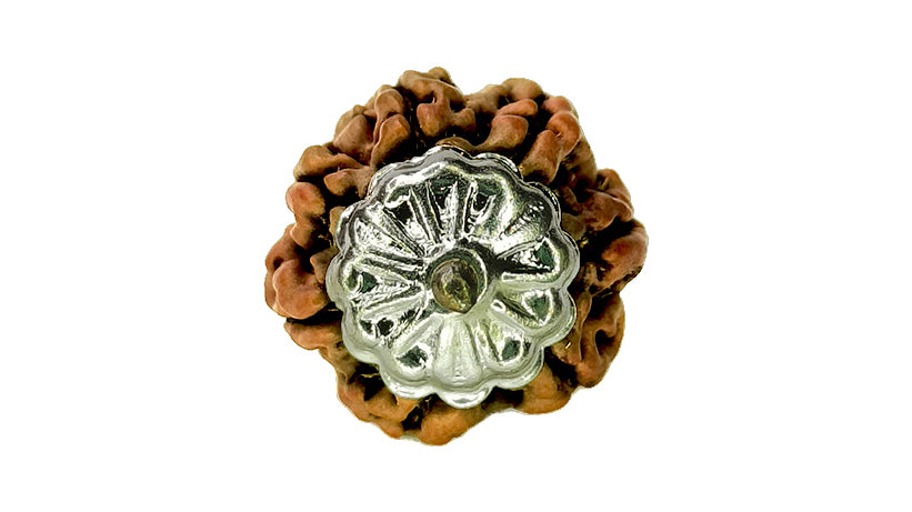 7 Mukhi Rudraksha