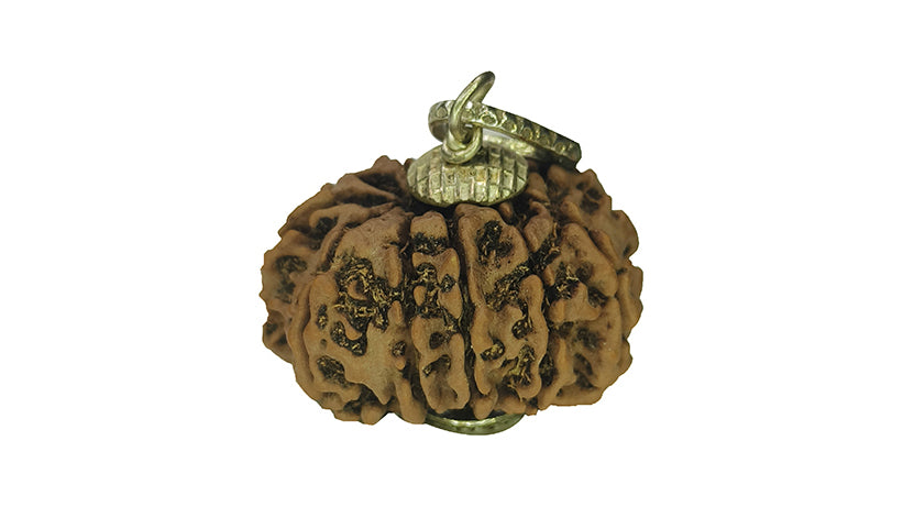 11 Mukhi Rudraksha