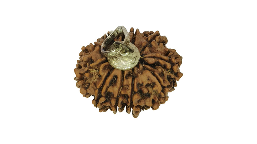 11 Mukhi Rudraksha