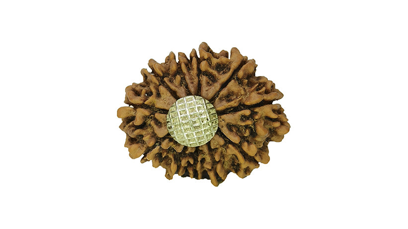 11 Mukhi Rudraksha
