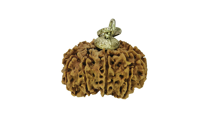 11 Mukhi Rudraksha