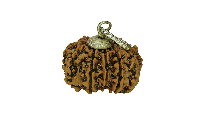 11 Mukhi Rudraksha