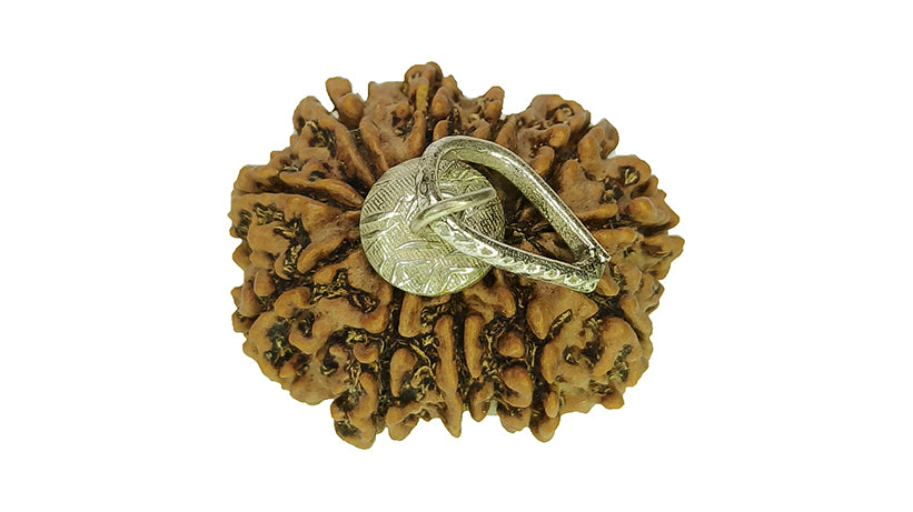 11 Mukhi Rudraksha