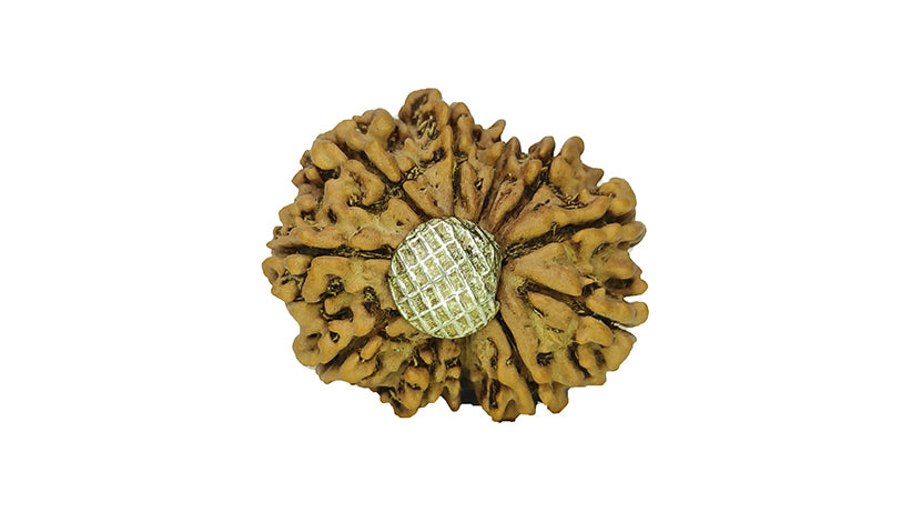 11 Mukhi Rudraksha