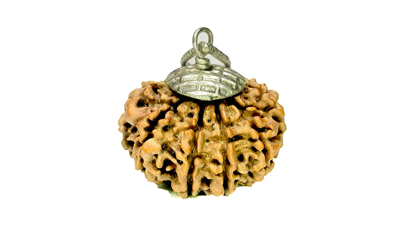 11 Mukhi Rudraksha