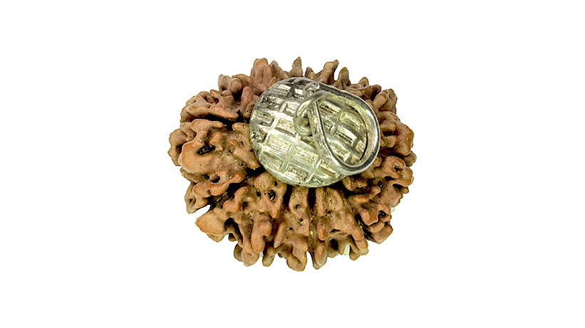 11 Mukhi Rudraksha