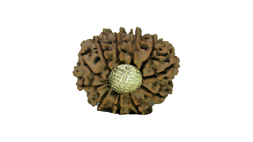 11 Mukhi Rudraksha