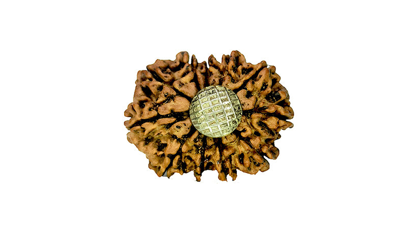 11 Mukhi Rudraksha