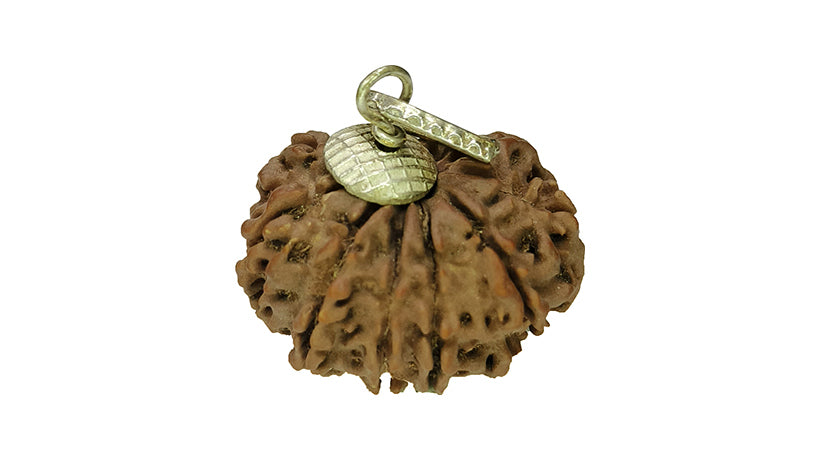 11 Mukhi Rudraksha