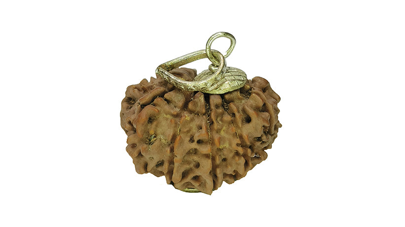 11 Mukhi Rudraksha