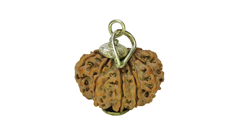 11 Mukhi Rudraksha