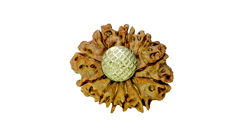11 Mukhi Rudraksha