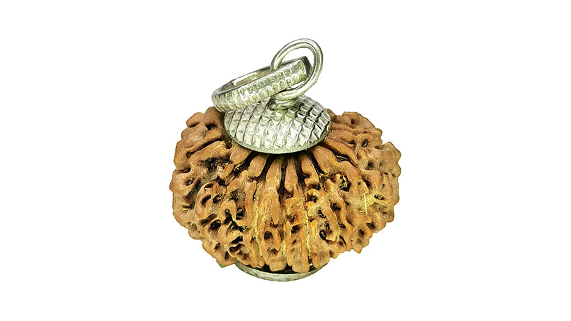 14 Mukhi Rudraksha