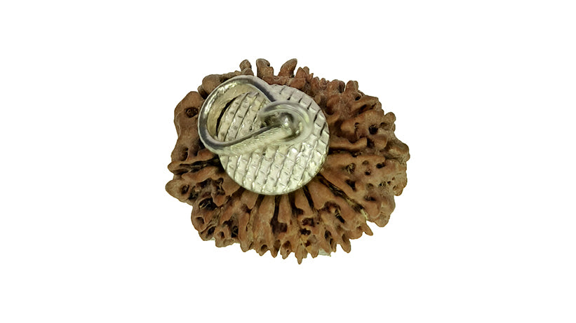 14 Mukhi Rudraksha