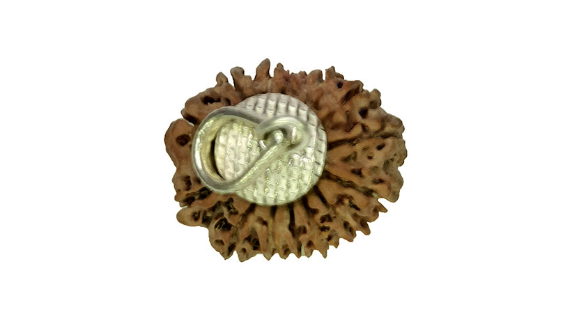 14 Mukhi Rudraksha