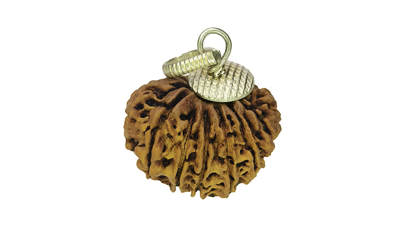 14 Mukhi Rudraksha