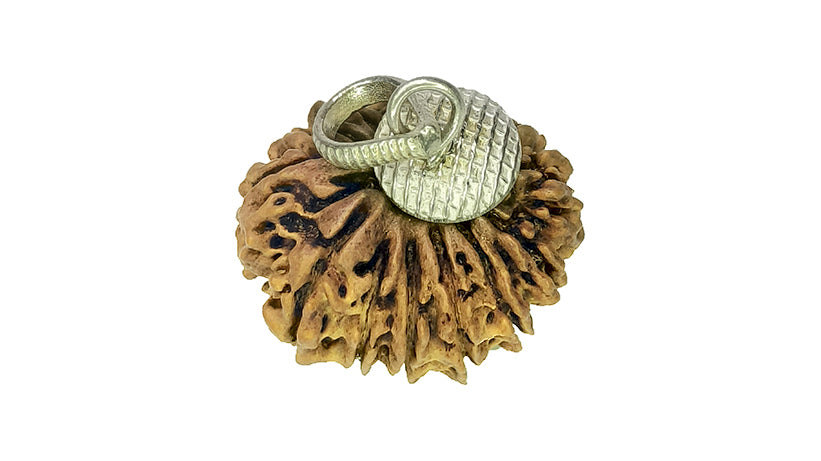 14 Mukhi Rudraksha