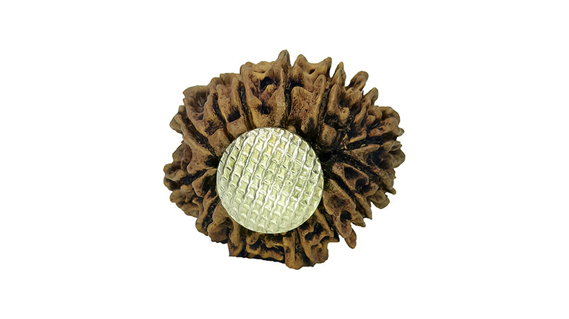 14 Mukhi Rudraksha