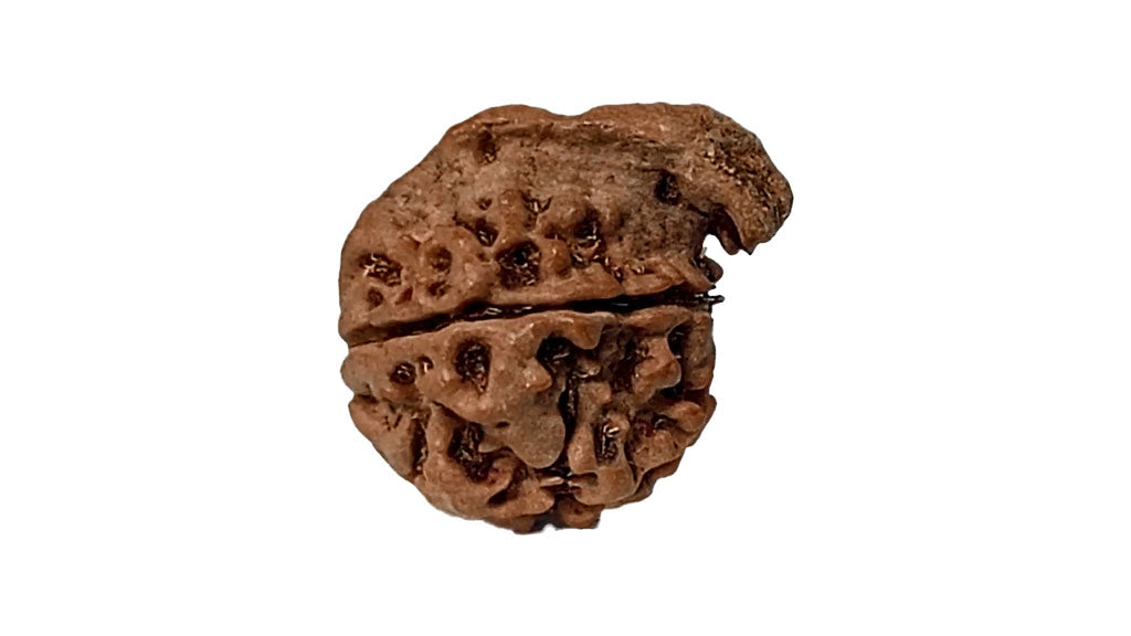 Ganesh Rudraksha