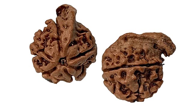 Ganesh Rudraksha