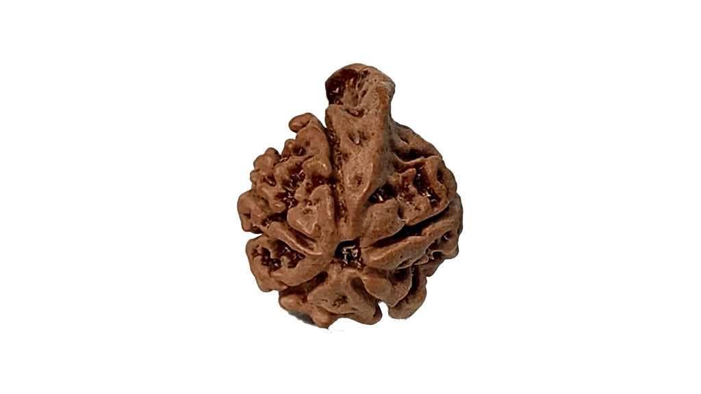Ganesh Rudraksha